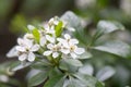 Mexican orange blossom Choisya ternata, white inflorescence